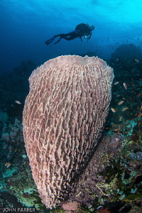 Anilao Reefs.... by John Parker 